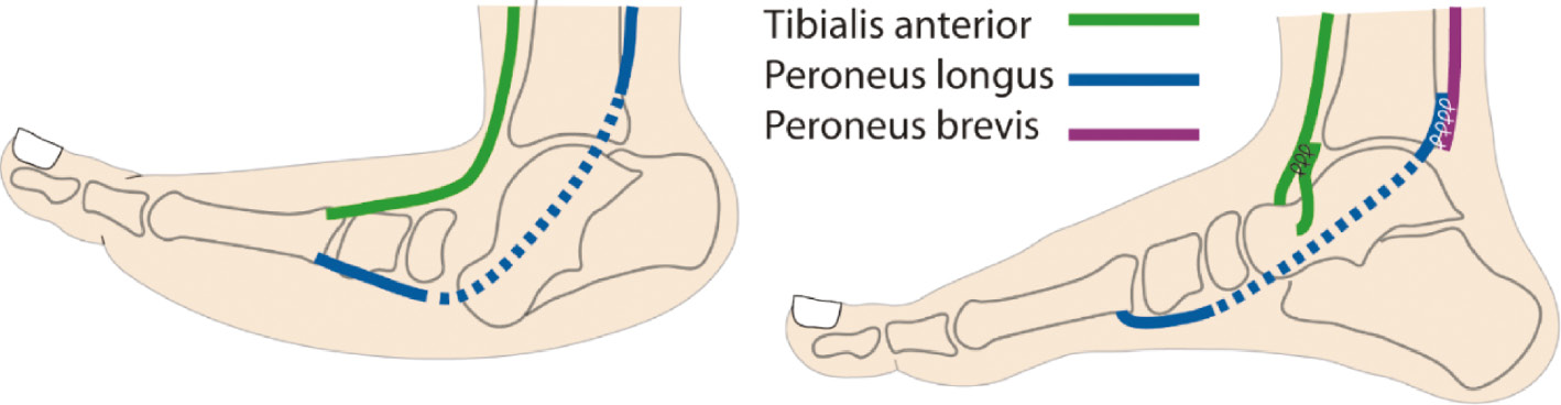 jposna20220038_fig11.jpg