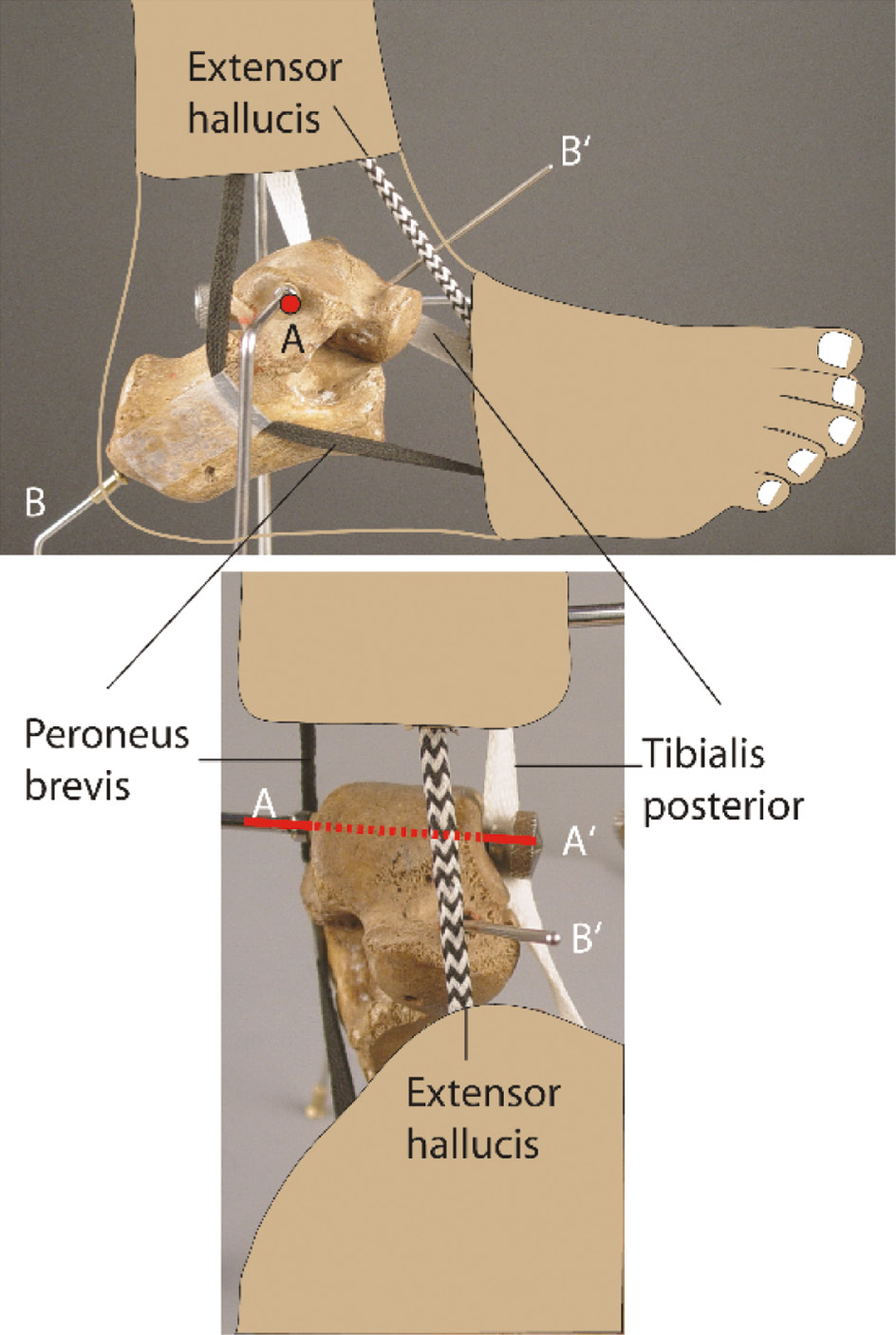 jposna20220038_fig16.jpg